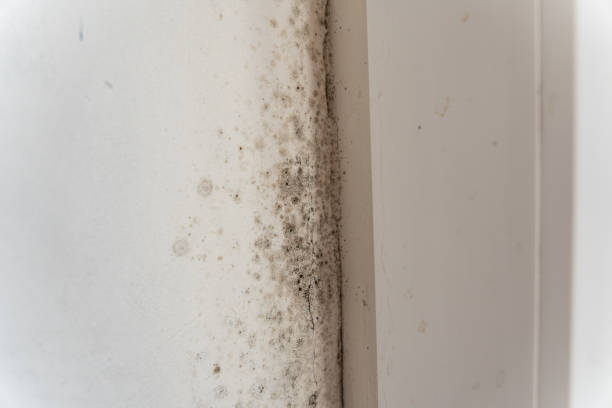 Best Mold Damage Restoration  in Midway, KY